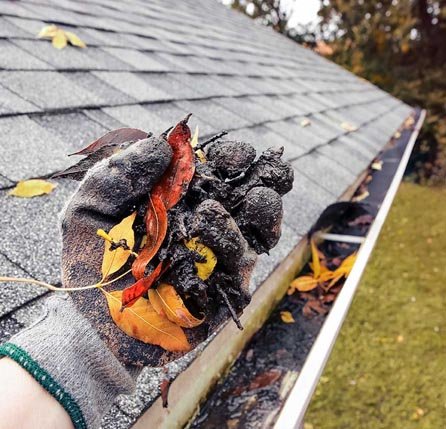 A season of leaves and silt lifted straight out of the gutter by hand.